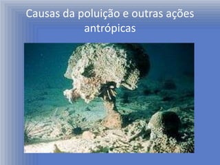 Causas da poluição e outras ações
           antrópicas
 