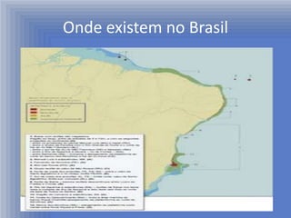 Onde existem no Brasil
 