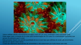 Vários milhões células microscópicas de algas vivem em um único centímetro cubico de tecido coral;
Estas algas usam a energia da luz solar para transformação de CO2 para O2 e carboidratos (açúcares) que
servem de alimento para o coral;
Este processo requer uma grande quantidade de luz e é por isso que colônias de corais são encontrados
apenas em águas rasas claras;
Corais são altamente dependentes de zooxantelas e não sobrevivem por muito tempo sem elas.
 