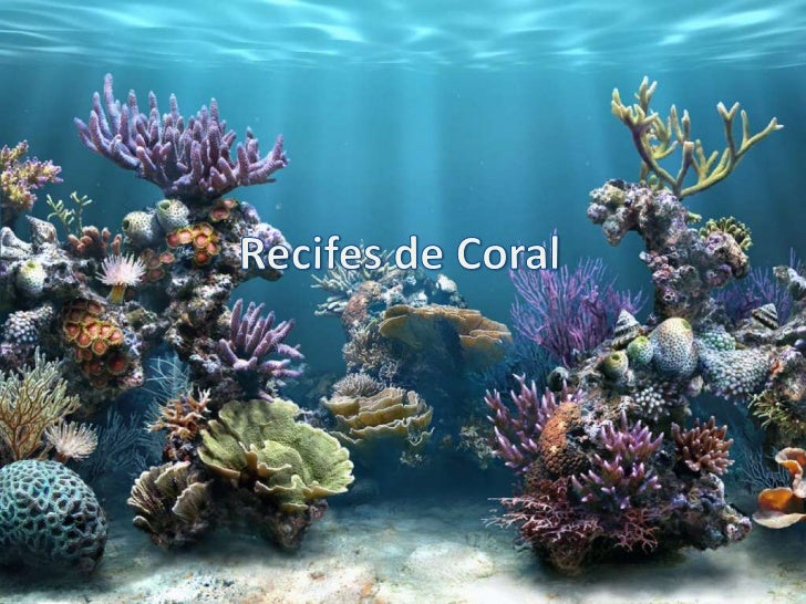 Recifes de Coral<br />