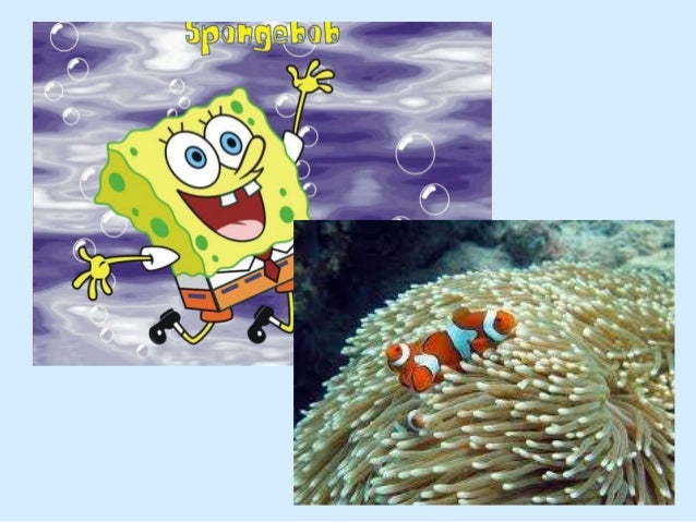 Recifes de Coral
Recifes de Coral

 