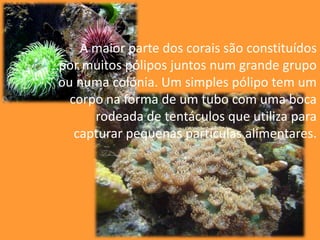 A maior parte dos corais são constituídos por muitos pólipos juntos num grande grupo ou numa colónia. Um simples pólipo tem um corpo na forma de um tubo com uma boca rodeada de tentáculos que utiliza para capturar pequenas partículas alimentares.