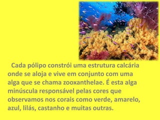 Cada pólipo constrói uma estrutura calcária onde se aloja e vive em conjunto com uma alga que se chama zooxanthelae. É esta alga minúscula responsável pelas cores que observamos nos corais como verde, amarelo, azul, lilás, castanho e muitas outras.