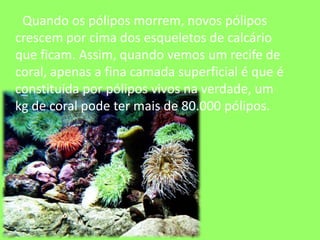       Quando os pólipos morrem, novos pólipos crescem por cima dos esqueletos de calcário que ficam. Assim, quando vemos um recife de coral, apenas a fina camada superficial é que é constituída por pólipos vivos na verdade, um kg de coral pode ter mais de 80.000 pólipos.