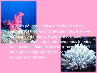       Alguns pólipos chegam a medir 20 cm de diâmetro, tal como o coral cogumelo, e a viver independentemente. No entanto, a maior parte dos pólipos são muito pequenos (menos de um cm de diâmetro) e constituem colónias de muitos pólipos juntos tal como uma Acropora ramificada.