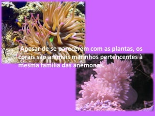Apesar de se parecerem com as plantas, os corais são animais marinhos pertencentes à mesma família das anémonas.