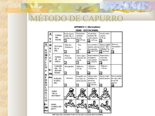 MÉTODO DE CAPURRO
 