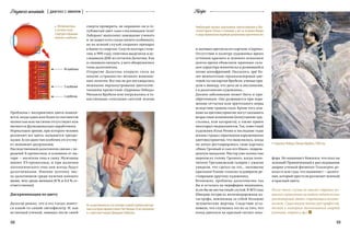 68 69
RecipeDiagnosisnominata { диагноз с именем }
Проблемы с восприятием цвета появля-
ются, когда один или более из пигментов
полностью или частично отсутствуют или
являются функционально нерабочими.
Нормальное зрение, при котором человек
различает все цвета, называется трихро-
мазия. Если один тип колбочек отсутству-
ет, возникает дихромазия.
Наследственный дальтонизм связан с пе-
редачей X-хромосомы, в основном от ма-
тери — носителя гена к сыну. Мужчины
имеют XY-хромосомы, и при наличии
патологического гена они всегда будут
дальтониками. Именно поэтому чис-
ло дальтоников среди мужчин намного
выше, чем среди женщин (8 % и 0,4 % со-
ответственно).
Дискриминация по цвету
Дальтон решил, что в его глазах имеет-
ся какой-то синий светофильтр. И, как
истинный ученый, завещал после своей
смерти проверить, не окрашено ли в го-
лубоватый цвет само стекловидное тело?
Лаборант выполнил завещание ученого
и  не нашел в его глазах ничего особенного,
но на всякий случай сохранил препарат
в банке со спиртом. Спустя полтора столе-
тия, в 1995 году, генетики выделили и ис-
следовали ДНК из сетчатки Дальтона. Как
и следовало ожидать, у него обнаружились
гены дальтонизма.
Открытие Дальтона открыло глаза на
многие «странности» великих живопис-
ных полотен. Все мы не раз восхищались
нежными перламутровыми цветосоче-
таниями прелестной «Царевны-Лебедь»
Михаила Врубеля или погружались в та-
инственные сочетания светлой зелени
Из-задальтонизманесталлетчиком«самыйголубоглазыймуж-
чина в истории мирового кино» Пол Ньюман.То же произошло
и с известным певцом Джорджем Майклом.
S-колбочки
L-колбочки
М-колбочки
Фоторецепторы
в сетчатке глаза:
структура и функции
палочек и колбочек
фора. Но машинист божился, что ехал на
зеленый! Привлеченный к расследованию
аварии ученый-физиолог Гольмгрен до-
казал в зале суда, что машинист — дальто-
ник, который просто не различает зеленый
и красный цвета.
После этого случая во многих странах по-
явилось ограничение на выдачу водительских
удостоверений людям, страдающим дальто-
низмом. Существует также ряд профессий,
доступ к которым дальтоникам закрыт
(летчики, моряки и др.).
и лиловых цветов на его картине «Сирень».
Отсутствие в палитре художника ярких
оттенков красного и зеленого психологи
долгое время объясняли мрачным скла-
дом характера живописца и развившейся
позже шизофренией. Оказалось, зря! Бо-
лее внимательно проанализировав цве-
товой состав картин Врубеля, ученые при­
шли к выводу, что дело не в пессимизме,
а в дальтонизме художника…
Данное заболевание может быть и при-
обретенным. Оно развивается при пора-
жении сетчатки или зрительного нерва
вследствие травмы глаза. Кроме того, вли-
яние на цветовосприятие могут оказывать
возрастные изменения (помутнение хру-
сталика, или катаракта), а также прием
некоторых медикаментов. Так, известный
художник Илья Репин в последние годы
жизни страдал серьезными нарушениями
цветовосприятия, что выяснилось, когда
он начал реставрировать свою картину
«Иван Грозный и сын его Иван», повреж-
денную вандалом. Мастер уже полностью
переписал голову Грозного, когда попе-
чители Третьяковской галереи с ужасом
увидели, что сделал он это… лиловыми
красками! Голову «смыли» и доверили ре-
ставрацию другому художнику.
Возможно, проблема дальтонизма так
бы и осталась на периферии медицины,
если бы не несчастный случай. В 1875 году
Швецию потрясла железнодорожная ка-
тастрофа, повлекшая за собой большие
человеческие жертвы. Следствие уста-
новило, что случилось это из-за того, что
поезд двигался на красный сигнал сема-
Наибольший процент дальтоников зарегистрирован в Вос-
точной Европе (Чехия и Словакия), а вот на островах Фиджи
и среди бразильских индейцев дальтоников практически нет.
«Царевна-Лебедь»,Михаил Врубель,1900 год
 