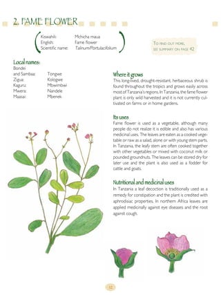 12
Local names:
Bondei
and Sambaa:	 Tongwe
Zigua:		 Kologwe
Kaguru:		 Mbwimbwi
Mwera:		 Nandele
Maasai:		 Mbenek
Where it grows
This long-lived, drought-resistant, herbaceous shrub is
found throughout the tropics and grows easily across
most of Tanzania’s regions. In Tanzania, the fame flower
plant is only wild harvested and it is not currently cul-
tivated on farms or in home gardens.
Its uses
Fame flower is used as a vegetable, although many
people do not realize it is edible and also has various
medicinal uses. The leaves are eaten as a cooked vege-
table or raw as a salad, alone or with young stem parts.
In Tanzania, the leafy stem are often cooked together
with other vegetables or mixed with coconut milk or
pounded groundnuts. The leaves can be stored dry for
later use and the plant is also used as a fodder for
cattle and goats.
Nutritional and medicinal uses
In Tanzania a leaf decoction is traditionally used as a
remedy for constipation and the plant is credited with
aphrodisiac properties. In northern Africa leaves are
applied medicinally against eye diseases and the root
against cough.
Kiswahili:		 Mchicha maua
English:		 Fame flower
Scientific name:	 Talinum/Portulacifolium
2. FAME FLOWER
To find out more,
see summary on page 42
 
