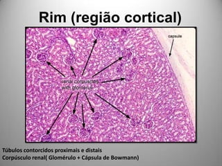 Rim (região cortical)Túbulos contorcidos proximais e distaisCorpúsculo renal( Glomérulo + Cápsula de Bowmann)