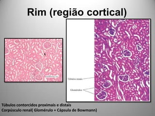 Rim (região cortical)Túbulos contorcidos proximais e distaisCorpúsculo renal( Glomérulo + Cápsula de Bowmann)
