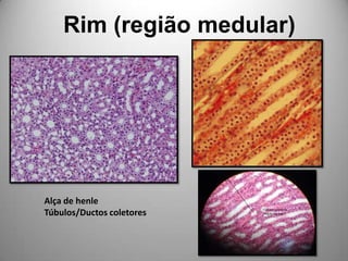 Rim (região medular)Alça de henleTúbulos/Ductoscoletores
