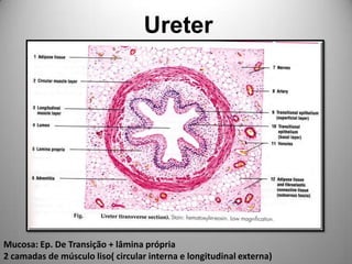 UreterMucosa: Ep. De Transição + lâmina própria2 camadas de músculo liso( circular interna e longitudinal externa)