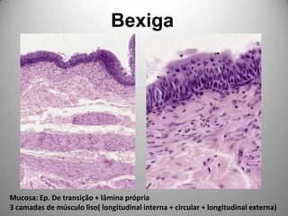 BexigaMucosa: Ep. De transição + lâmina própria3 camadas de músculo liso( longitudinal interna + circular + longitudinal externa)