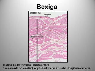 BexigaMucosa: Ep. De transição + lâmina própria3 camadas de músculo liso( longitudinal interna + circular + longitudinal externa)