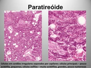 ParatireóideCélulas em cordões irregulares separados por capilares: células principais – pouco acidófila, pequenas; células oxífilas – muito acidófilas, grandes, pouco numerosas