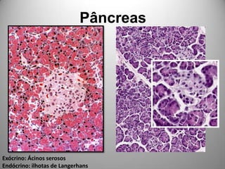 PâncreasExócrino: Ácinos serososEndócrino: ilhotas de Langerhans