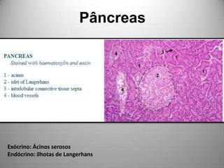 PâncreasExócrino: Ácinos serososEndócrino: ilhotas de Langerhans