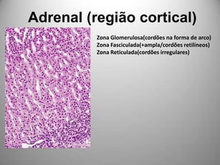 Adrenal (região cortical)Zona Glomerulosa(cordões na forma de arco)Zona Fasciculada(+ampla/cordões retilíneos)Zona Reticulada(cordões irregulares)