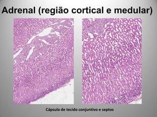 Adrenal (região cortical e medular)Cápsula de tecido conjuntivo e septos