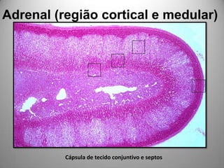 Adrenal (região cortical e medular)Cápsula de tecido conjuntivo e septos