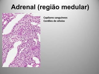 Adrenal (região medular)Capilares sanguíneosCordões de células