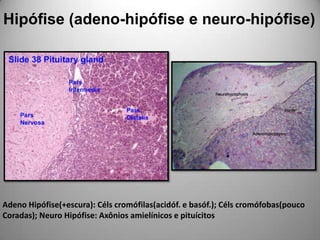 Hipófise (adeno-hipófise e neuro-hipófise)Adeno Hipófise(+escura): Célscromófilas(acidóf. e basóf.); Célscromófobas(pouco Coradas); Neuro Hipófise: Axônios amielínicos e pituícitos