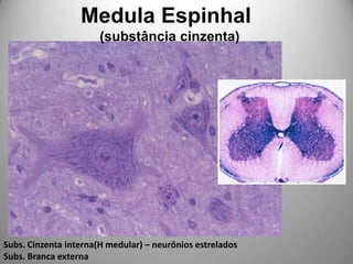 Medula Espinhal     (substância cinzenta)Subs. Cinzenta interna(H medular) – neurônios estreladosSubs. Branca externa