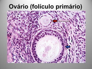 Ovário (folículo primário)
