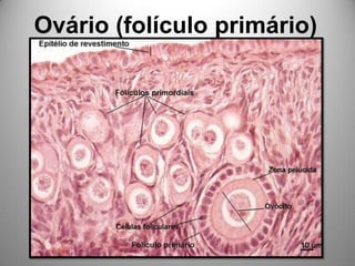 Ovário (folículo primário)