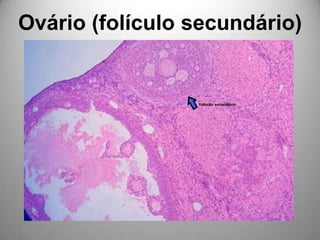Ovário (folículo secundário)