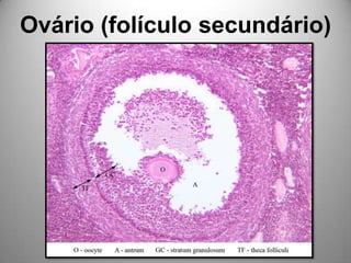 Ovário (folículo secundário)
