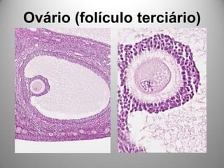 Ovário (folículo terciário)