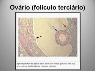 Ovário (folículo terciário)