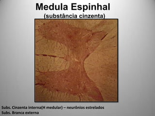 Medula Espinhal     (substância cinzenta)Subs. Cinzenta interna(H medular) – neurônios estreladosSubs. Branca externa