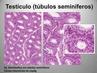 Testículo (túbulos seminíferos)Ep. Germinativo nos túbulos seminíferosCélulas intersticiais de Leydig