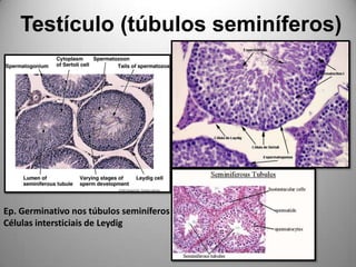 Testículo (túbulos seminíferos)Ep. Germinativo nos túbulos seminíferosCélulas intersticiais de Leydig