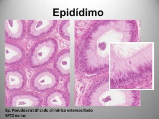 EpidídimoEp. Pseudoestratificado cilíndrico estereociliadoSPTZ na luz