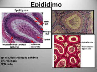 EpidídimoEp. Pseudoestratificado cilíndrico estereociliadoSPTZ na luz