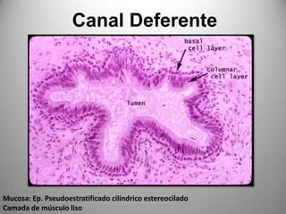 Canal DeferenteMucosa: Ep. Pseudoestratificado cilíndrico estereociladoCamada de músculo liso
