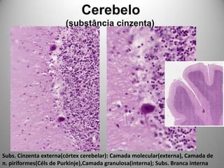              Cerebelo              (substância cinzenta)Subs. Cinzenta externa(córtex cerebelar): Camada molecular(externa), Camada de n. piriformes(Céls de Purkinje),Camada granulosa(interna); Subs. Branca interna