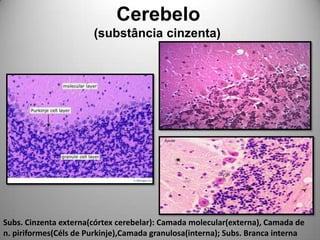              Cerebelo              (substância cinzenta)Subs. Cinzenta externa(córtex cerebelar): Camada molecular(externa), Camada de n. piriformes(Céls de Purkinje),Camada granulosa(interna); Subs. Branca interna