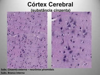           Córtex Cerebral                    (substância cinzenta)Subs. Cinzenta externa – neurônios piramidaisSubs. Branca interna 