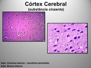           Córtex Cerebral                    (substância cinzenta)Subs. Cinzenta externa – neurônios piramidaisSubs. Branca interna 