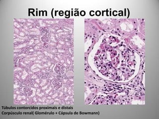 Rim (região cortical)Túbulos contorcidos proximais e distaisCorpúsculo renal( Glomérulo + Cápsula de Bowmann)