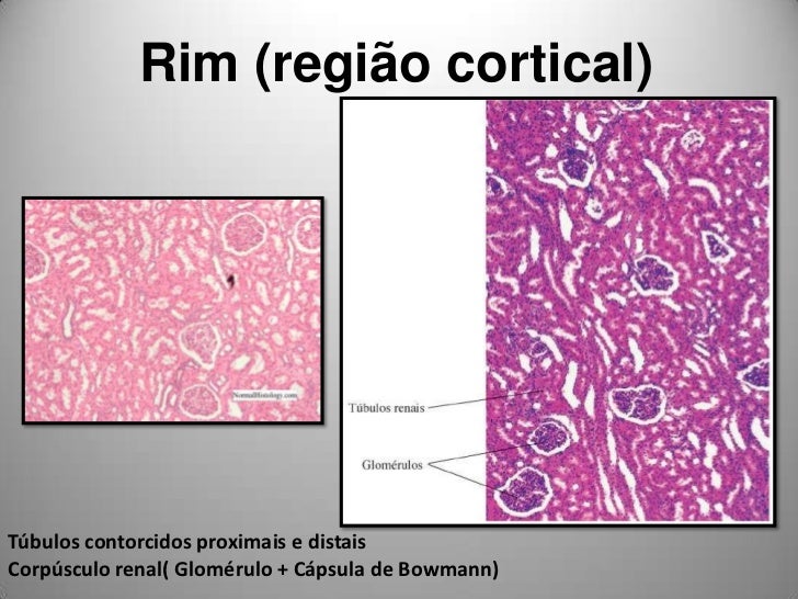 Image result for histologia rim