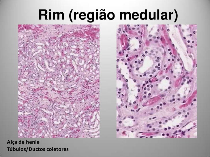 Image result for histologia rim