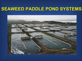 SEAWEED PADDLE POND SYSTEMS 