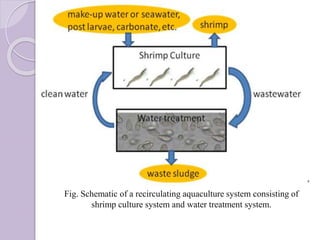 Fig. Schematic of a recirculating aquaculture system consisting of
shrimp culture system and water treatment system.
 
