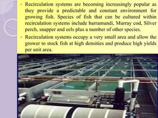  Recirculation systems are becoming increasingly popular as
they provide a predictable and constant environment for
growing fish. Species of fish that can be cultured within
recirculation systems include barramundi, Murray cod, Silver
perch, snapper and eels plus a number of other species.
 Recirculation systems occupy a very small area and allow the
grower to stock fish at high densities and produce high yields
per unit area.
 